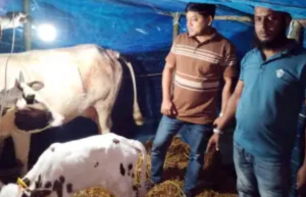 গৌরনদীতে সিজারে গাভীর বাচ্চার জন্ম