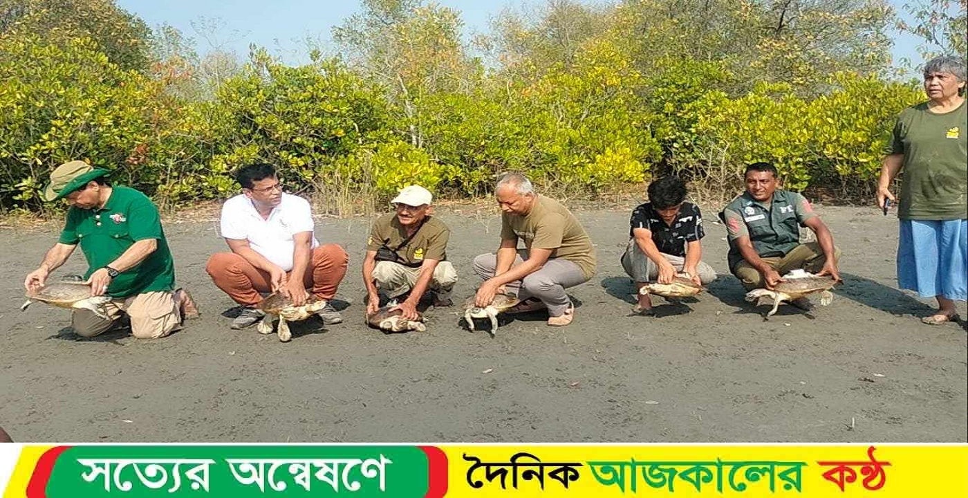 সুন্দরবনে মহাবিপন্ন কচ্ছপ ‘বাটাগুর বাসকা’র ৬৫ বাচ্চার জন্ম