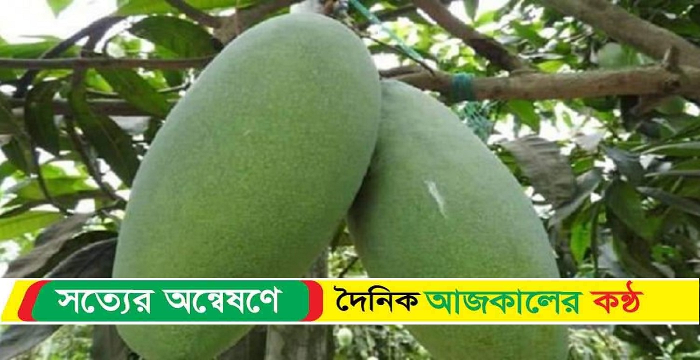 নওগাঁর নাক ফজলি আম স্থান পেলো জিআই পণ্যের তালিকায়