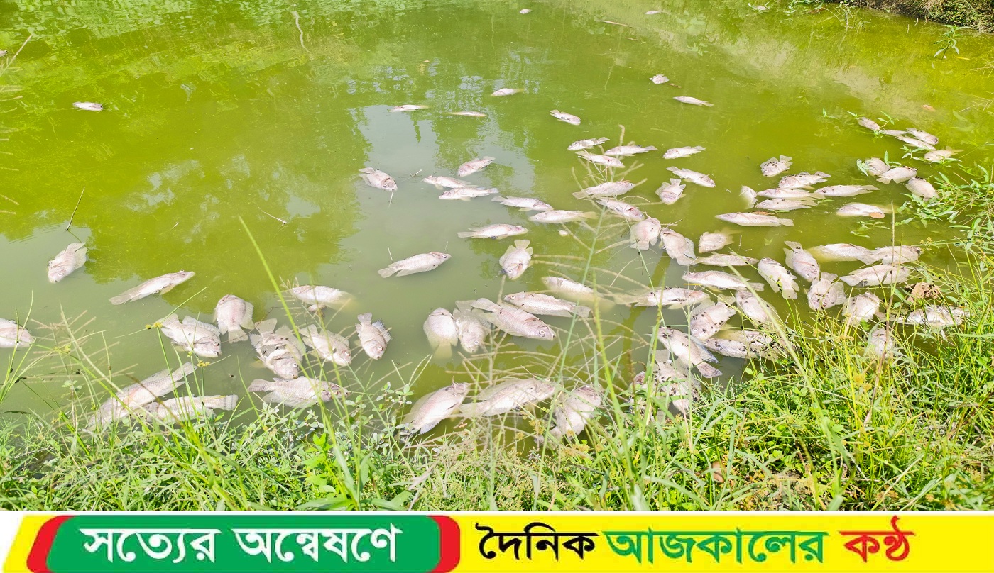 সরিষাবাড়ীতে পুকুরে বিষ দিয়ে মাছ নিধন