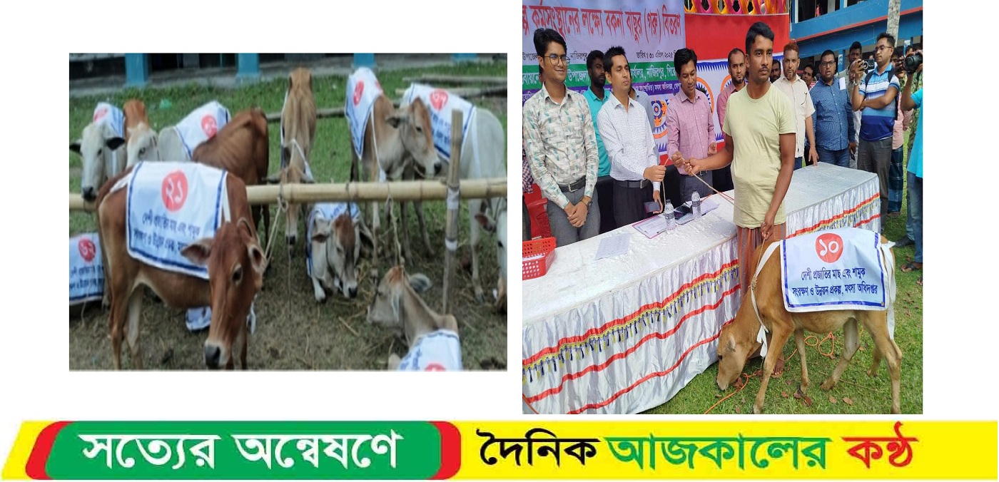 নাজিরপুরে মৎস্যজীবীদের মাঝে বকনা বাছুর বিতরণে ব্যাপক দুর্নীতি ও অনিয়মের অভিযোগ
