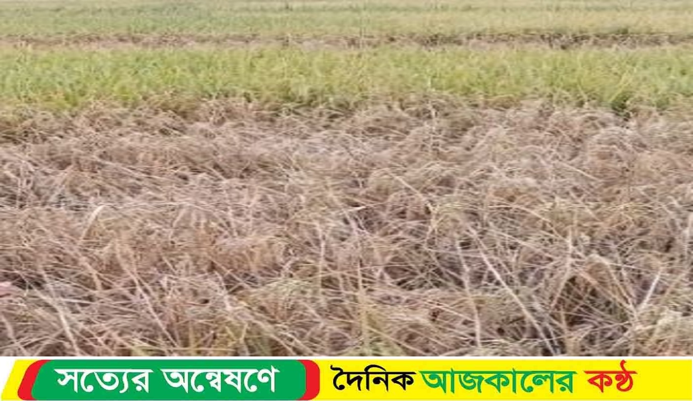 চোখের সামনে চিটা হয়ে যাচ্ছে কৃষকের ধান