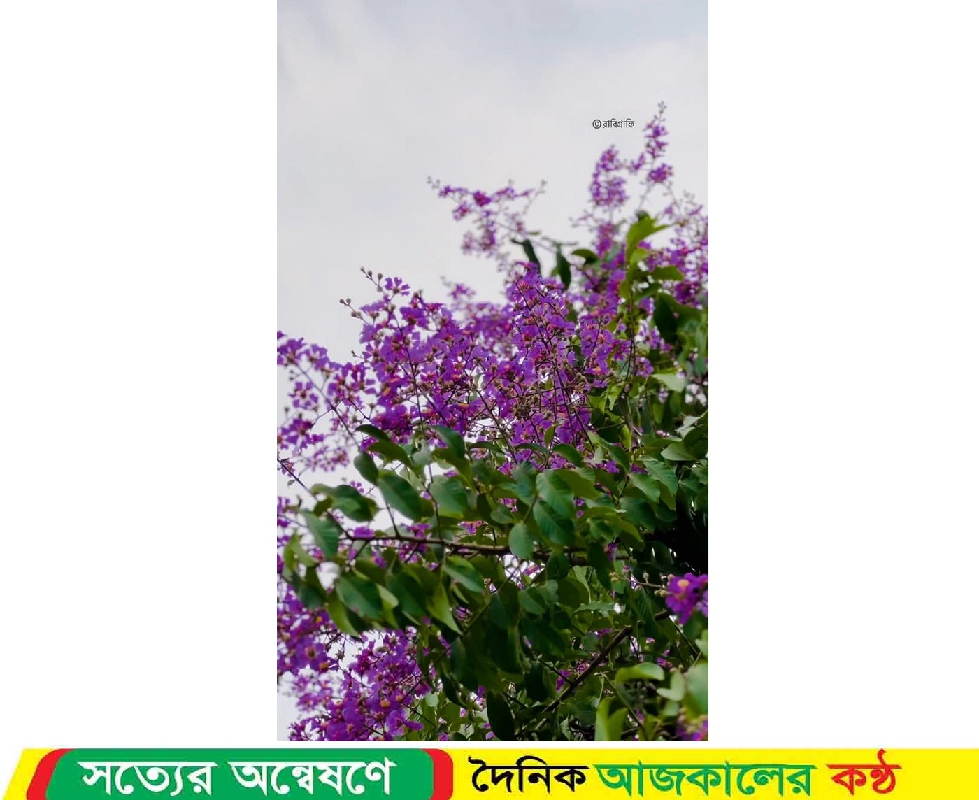 জারুলের বেগুনি রঙে মোহনীয় হয়ে উঠেছে রাবি ক্যাম্পাস