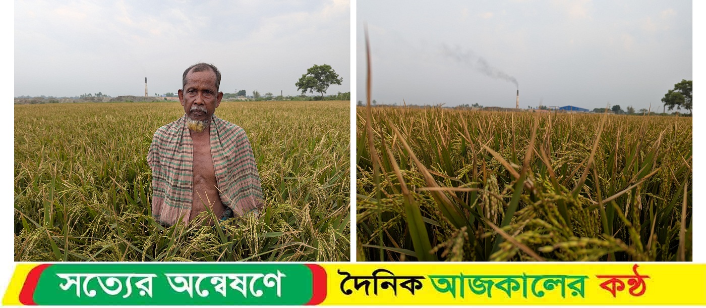 ধামরাইয়ে ইটভাটার গ্যাসে পুড়ল ১২০ হেক্টর জমির বোরো ধান