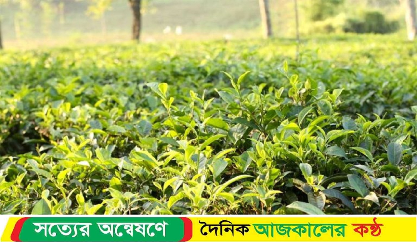 প্রধান উপদেষ্টা ও বৃটিশ হাই কমিশনের সহযোগিতা কামনা চা শিল্পের বাজারে