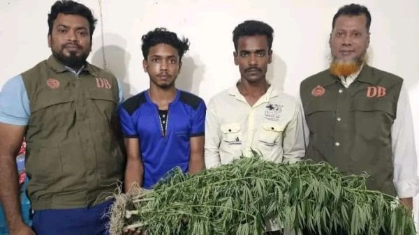 ঝালকাঠির নলছিটিতে ১৪ টি গাঁজা গাছসহ ২ যুবক আটক