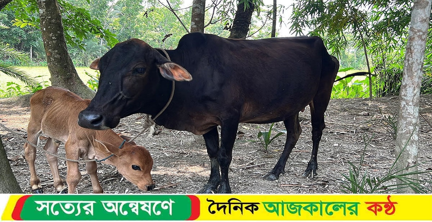 ঝালকাঠি জেলা প্রতিনিধি : গৃহবধূর গরু নিয়ে যাওয়া সেই স্বেচ্ছাসেবক নেতা বহিষ্কার