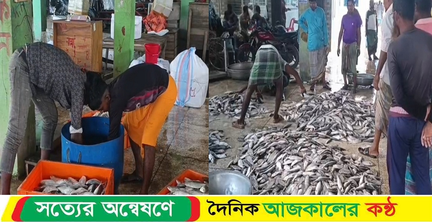 কুয়াকাটায় জেলেদের জালে ধরা পড়ছে আশানুরূপ ইলিশ, উচ্ছ্বসিত উপকূলের জেলেরা