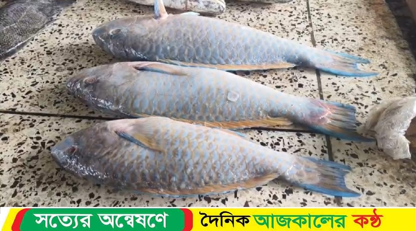 কুয়াকাটায় জেলের জালে ধরা পড়লো বিরল প্রজাতির ‘টিয়া মাছ’