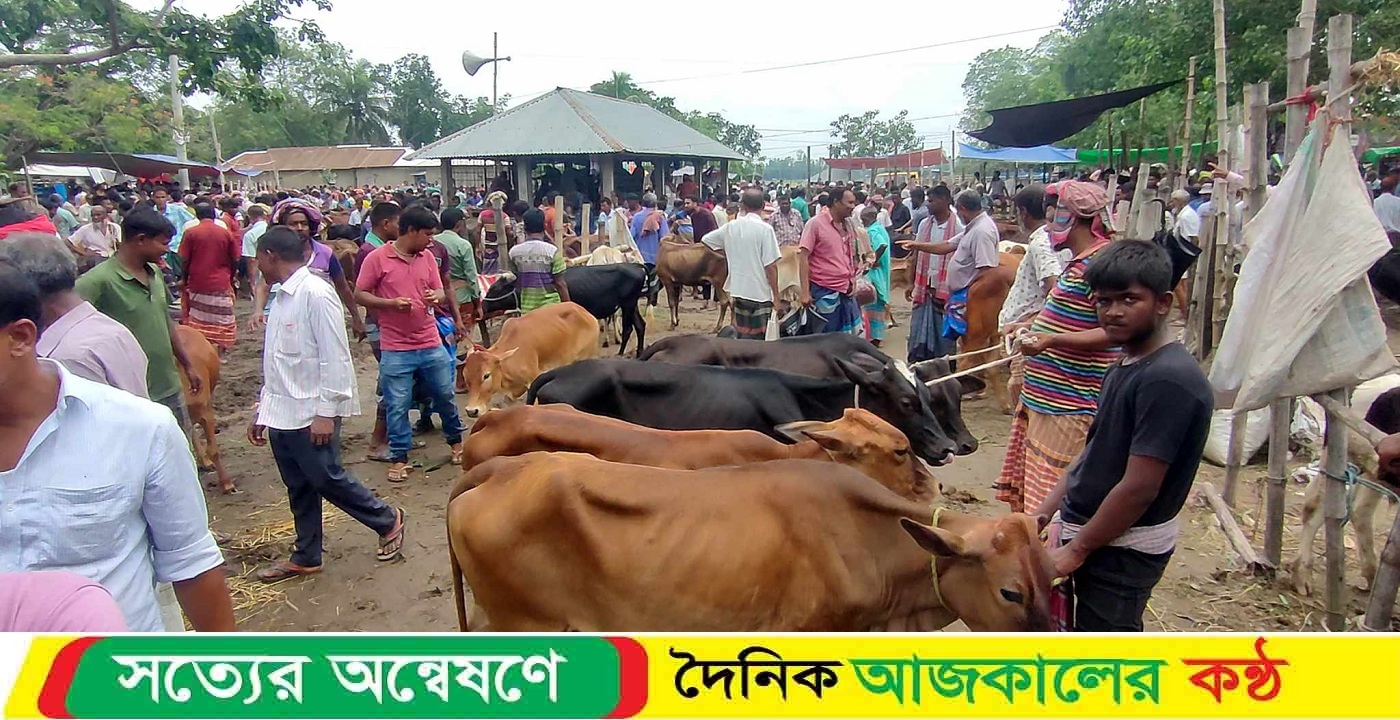 নওগাঁয় জেলা প্রশাসনের তৎপরতায় শৃঙ্খলা ফিরেছে পশু হাটগুলোতে: আদায় হচ্ছে নির্ধারিত খাজনা