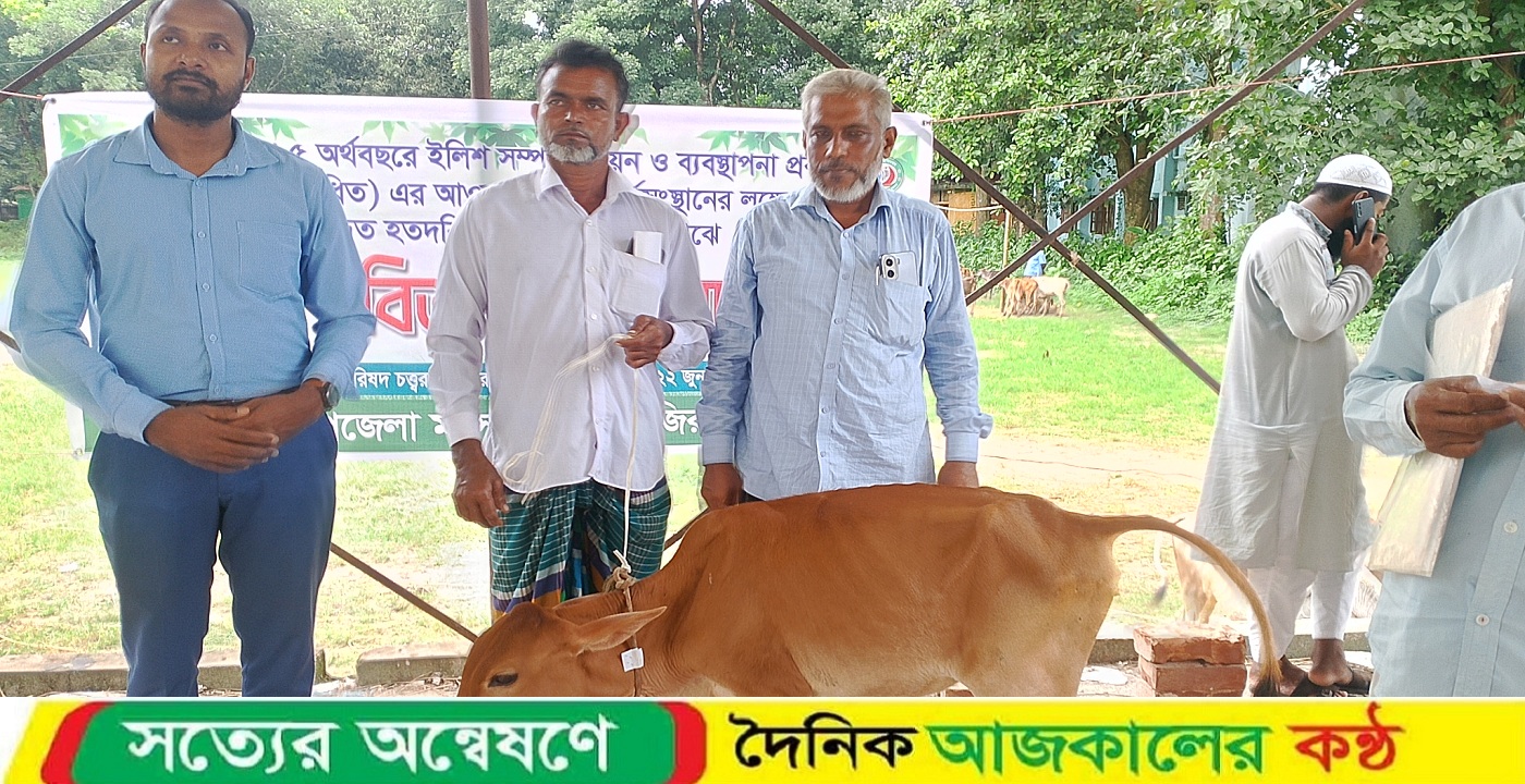 ইলিশ রক্ষায় জেলেদের গো-বাছুর বিতরণে অনিয়মের অভিযোগ: নিম্নমানের বাছুর পেয়ে হতাশ জেলেরা