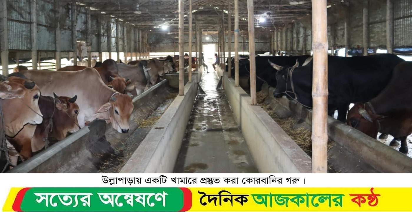 ভারতীয় গরু আমদানি বন্ধের দাবি খামারিদের উল্লাপাড়ায় কোরবানির জন্য প্রস্তুত ৭৭ হাজার পশু