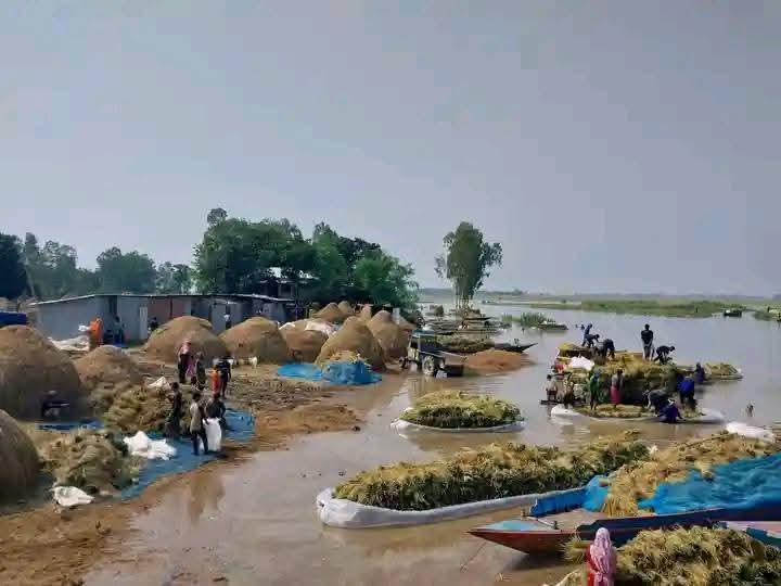 চলনবিলের পানিতে ডুবে গেছে কৃষকের সোনালী স্বপ্ন