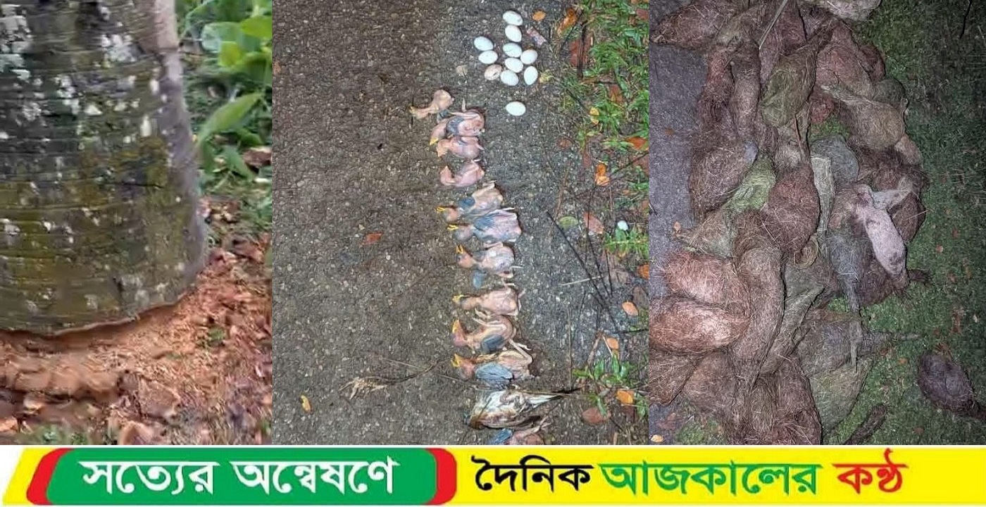 ঝালকাঠিতে তালগাছ কেটে শতাধিক বাবুই ছানা হত্যা, স্থানীয়দের ক্ষোভ