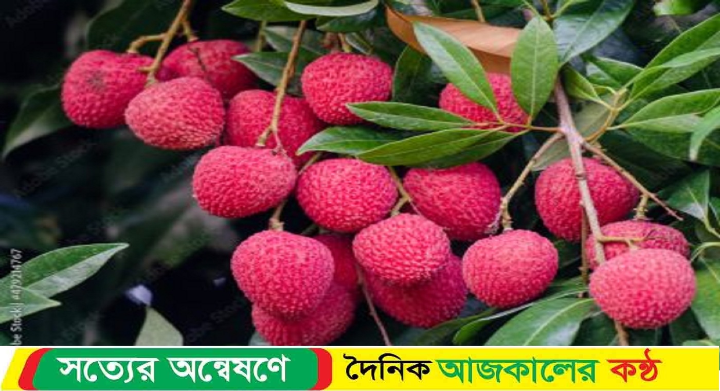 লিচুর বিচি গলায় আটকে গেলে করণীয়