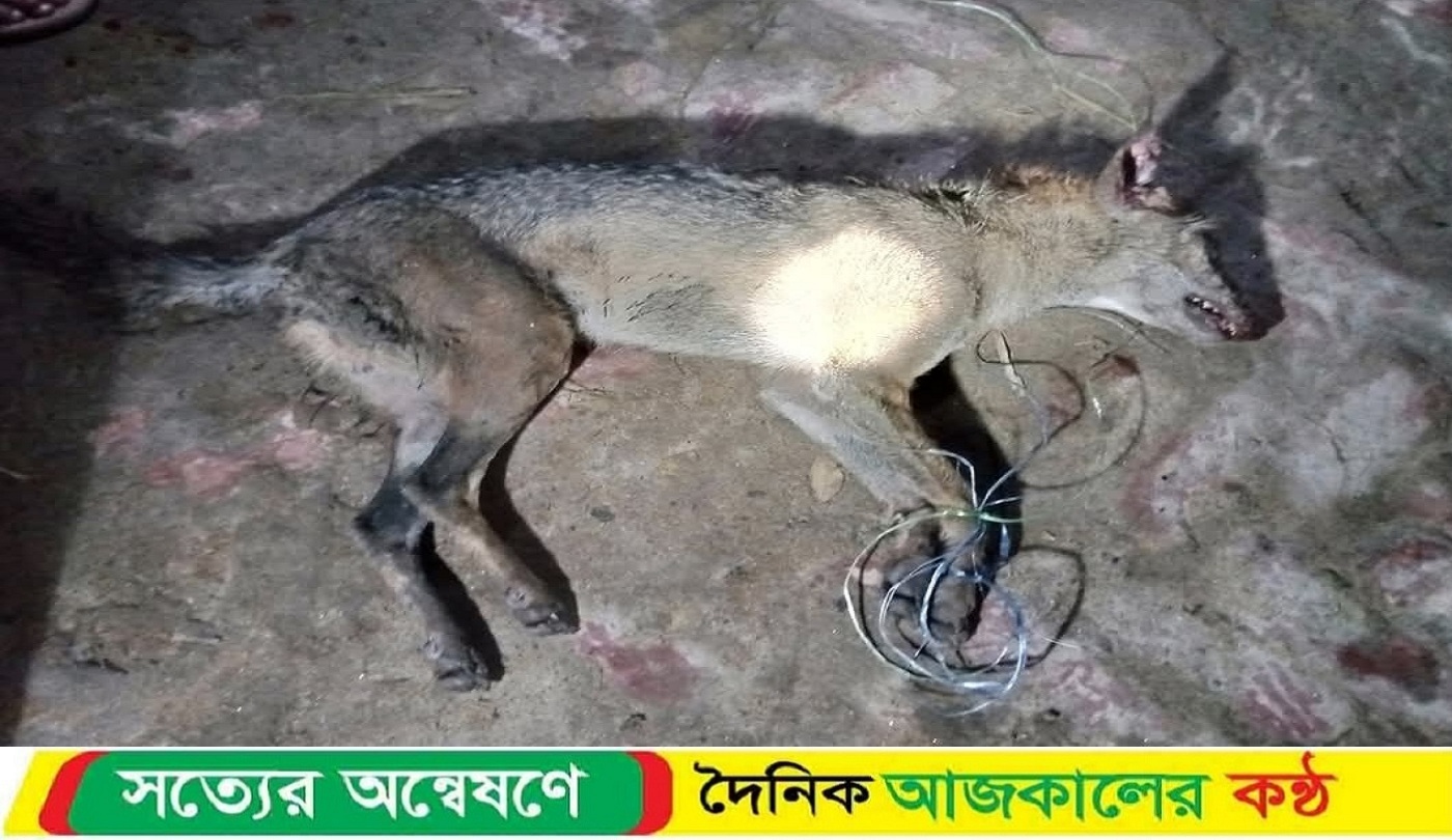 দিনাজপুরে শিয়ালের কামড়ে আ’হত-১