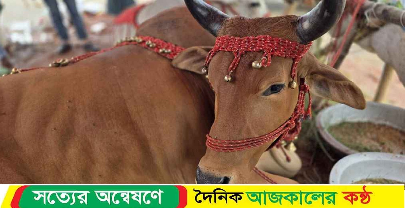 গরুর নাম হয়েছে পরীমণি, দাম যত হাঁকছেন বিক্রেতা