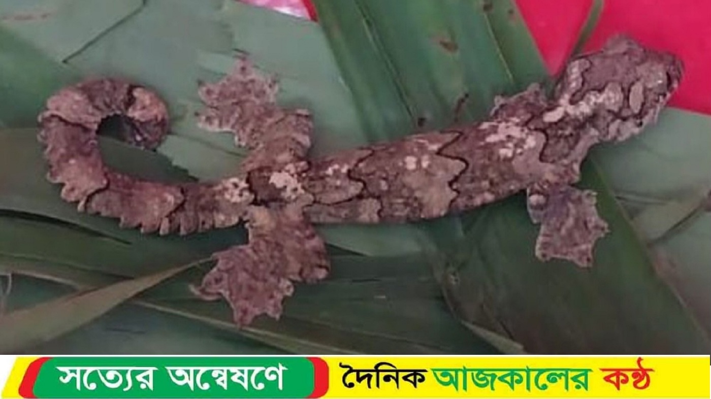 কলমাকান্দায় তক্ষক প্রাণী পাচারের সময় আটক ৯