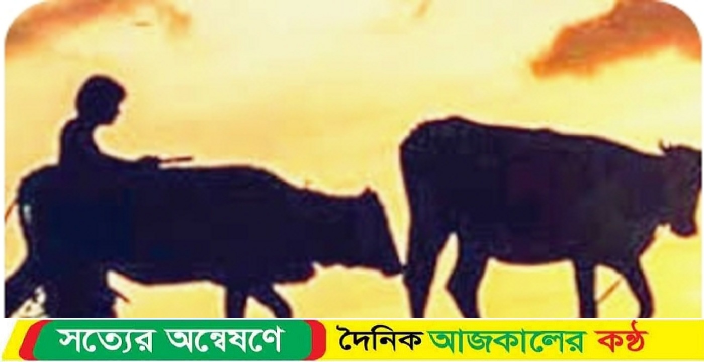 তারাগঞ্জে একই রাতে তিন বাড়িতে গরু চুরি