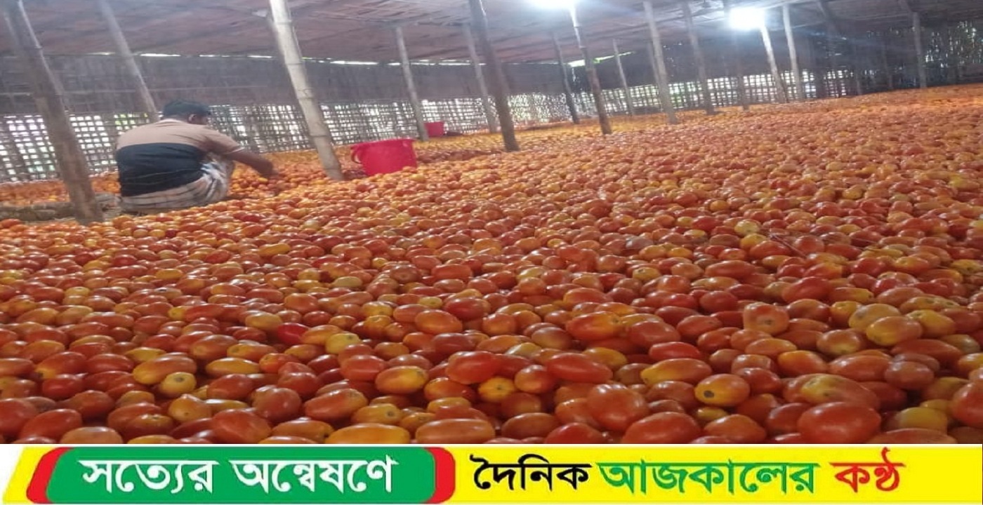 উত্তরাঞ্চলের টমেটো চাষী ও ব্যবসায়ীরা দিশেহারা