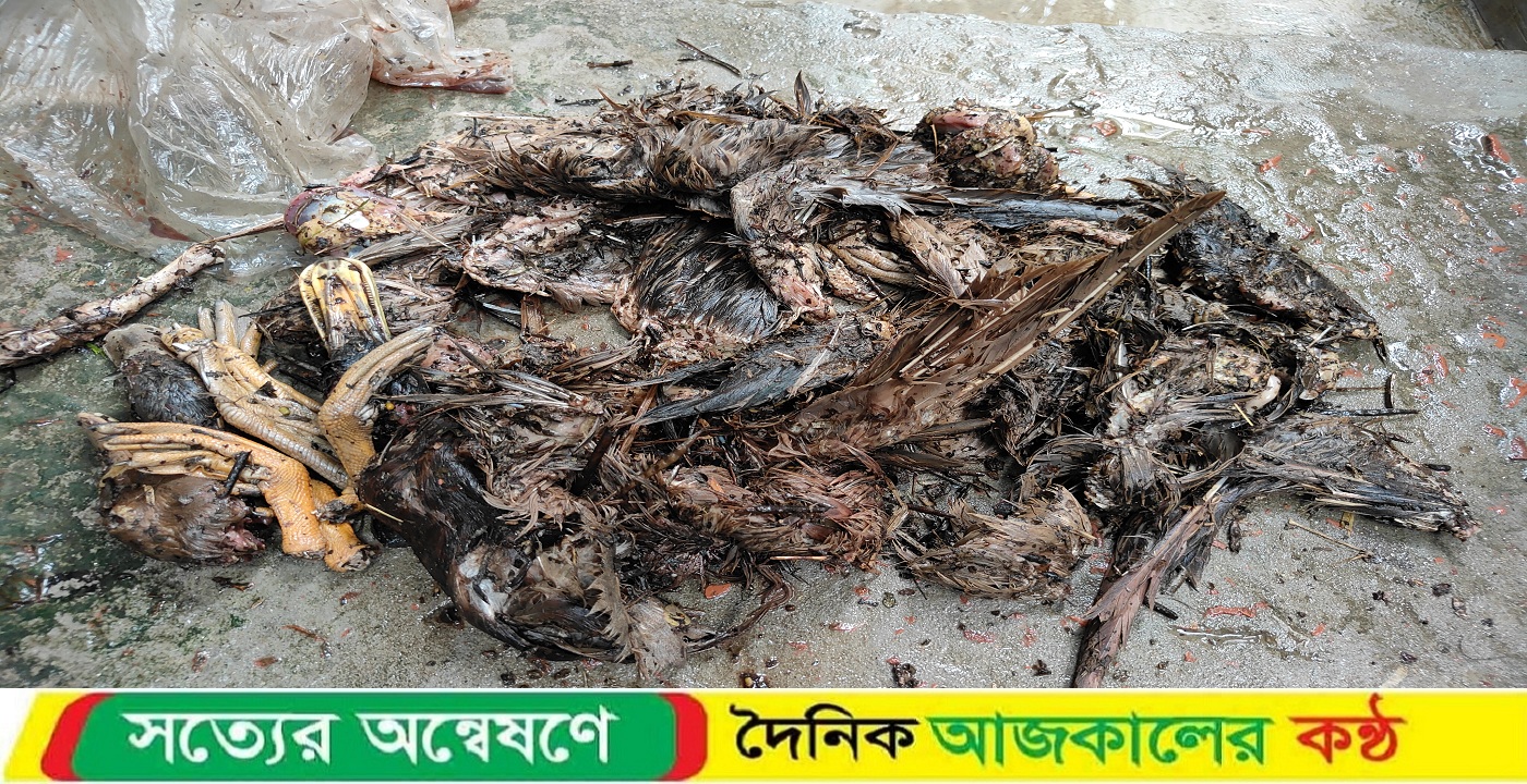 কুয়াকাটার আলীপুরে চোরের উপদ্রব, রাতে এক বাড়ি থেকে হাঁস ও পেঁপে চুরি