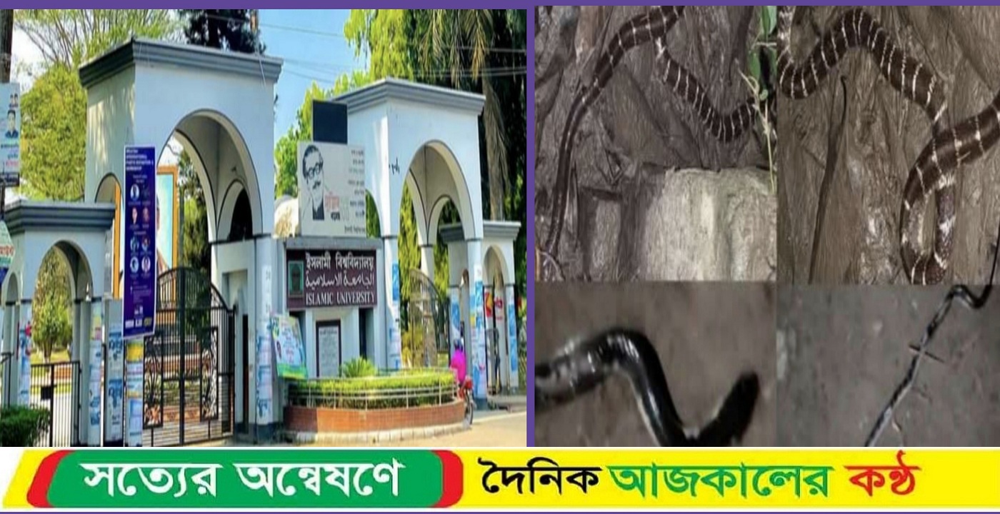 বিষধর সাপের উপদ্রবের ফলে আতংকে ইবি’র শিক্ষার্থীরা
