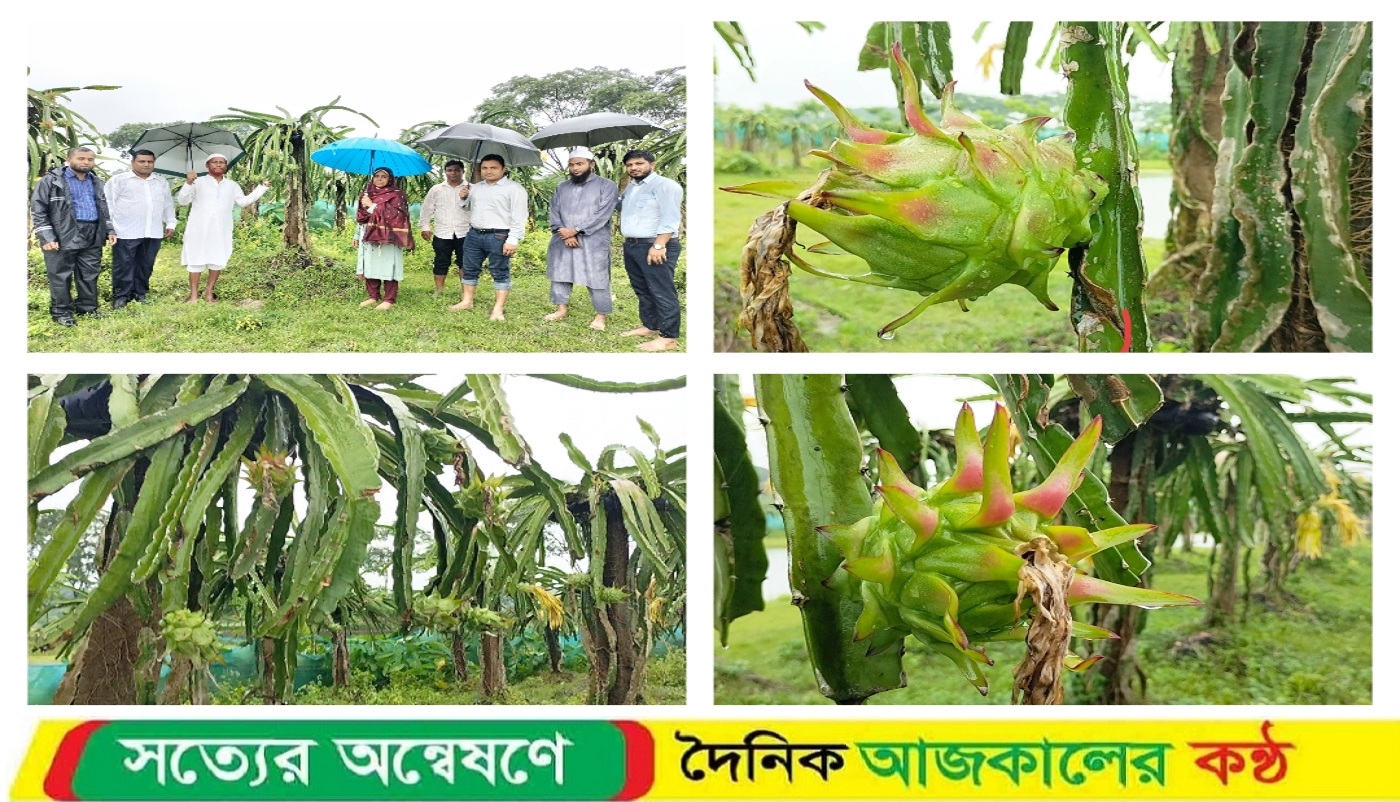 চাকরি ছেড়ে ড্রাগনফল চাষেই হয়েছেন কোটিপতি, বাগান পরিদর্শনে কৃষি সম্প্রসারণ অধিদপ্তরের উপ-পরিচালক