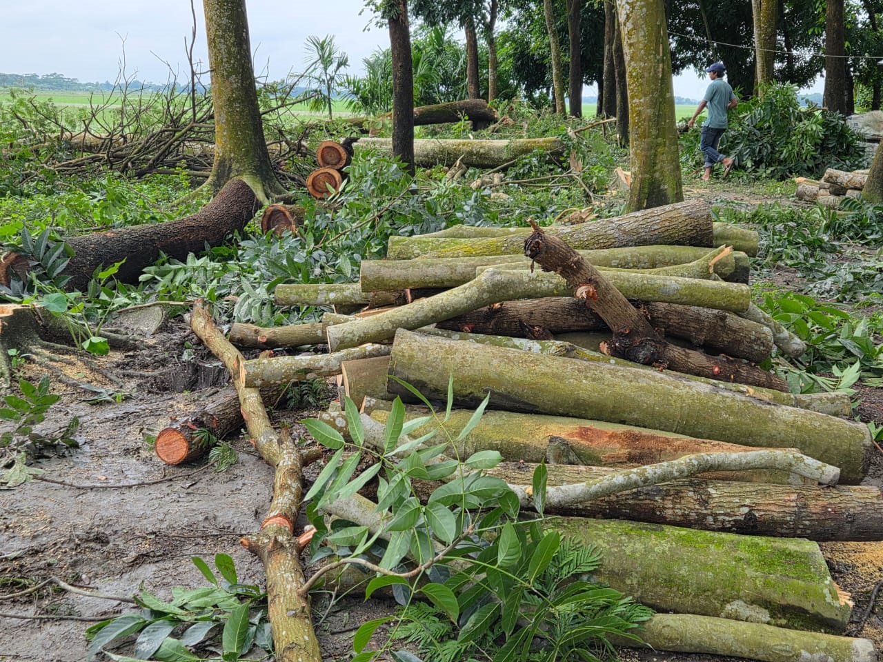 বাউফলে পরিবেশবান্ধব ৪ শ’ গাছ কেটেছে প্রতিপক্ষ