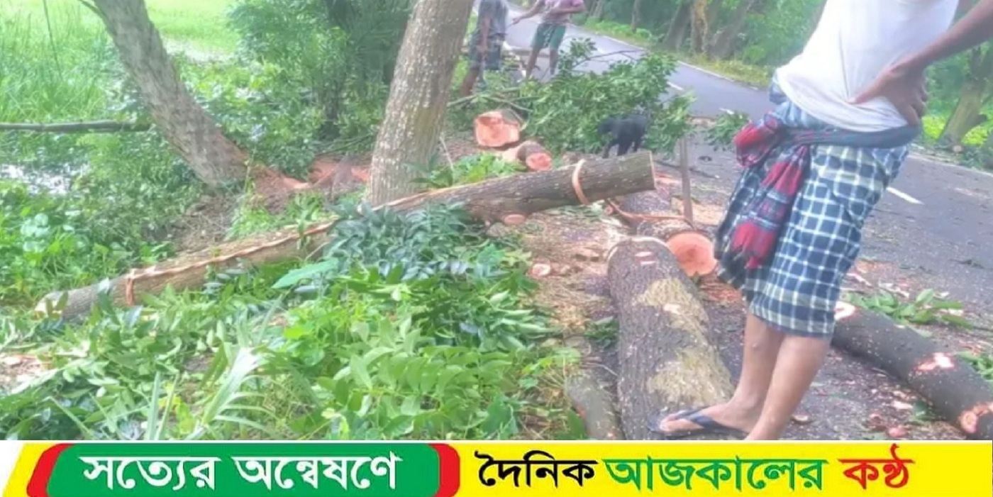 বাউফলে কোর্টের নিষেধাজ্ঞা উপেক্ষা করে সরকারি গাছ কর্তন