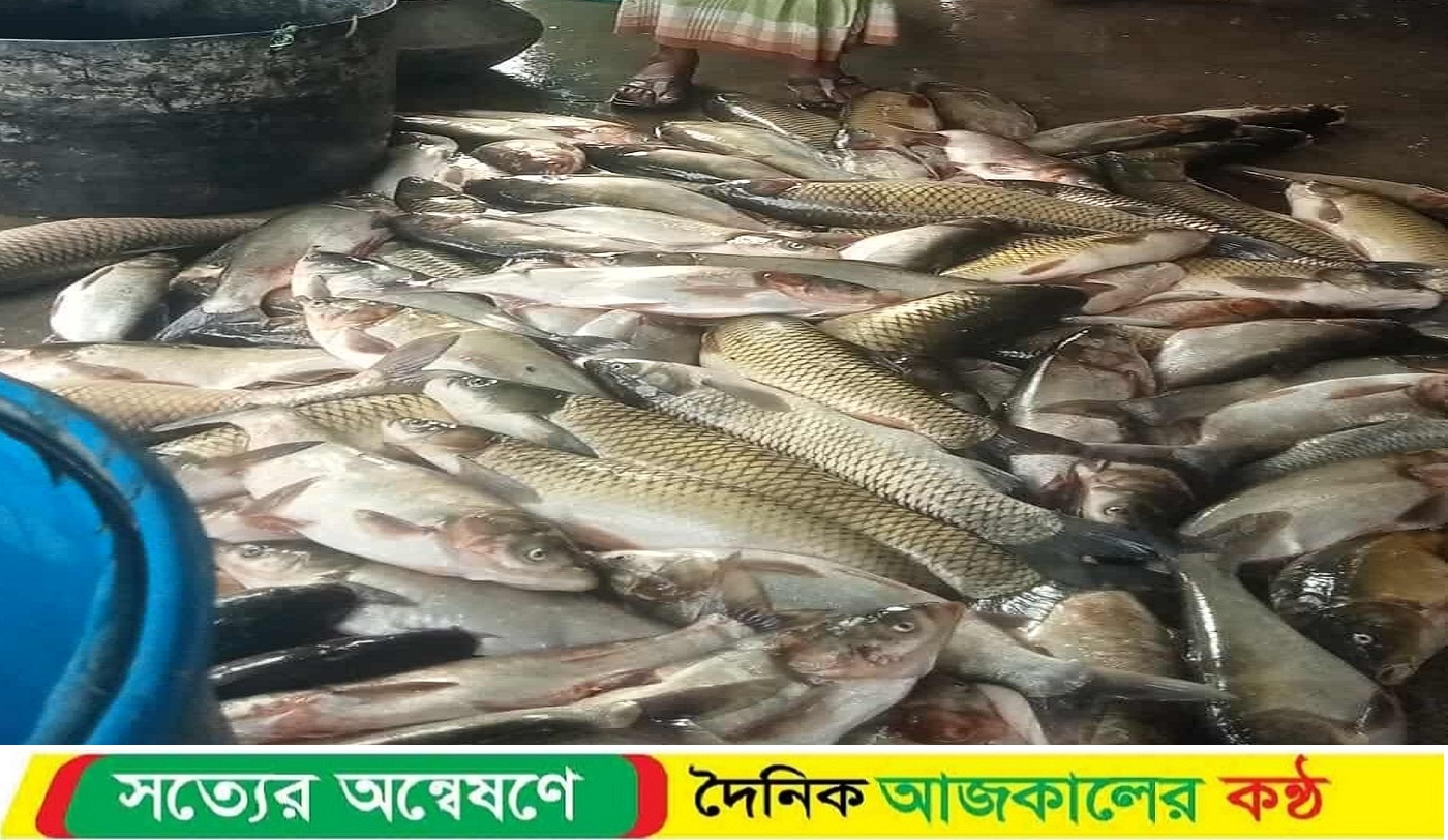 বাঘায় পুকুরে মাছ নিধনের অভিযোগ