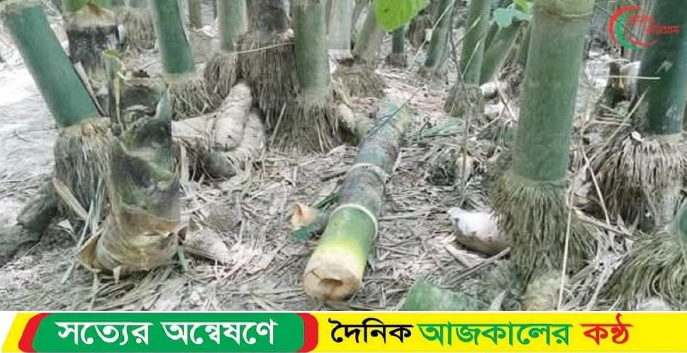 উলিপুরের ধরনীবাড়ী ইউনিয়নের মাদারটারি কুড়ারপাড় গ্রামে পূর্ব শত্রুতার জেরে বাঁশ ও বাঁশের করুল ভাংচুর