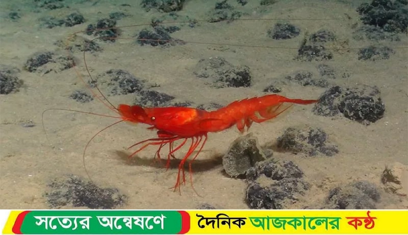 ‘সমুদ্র হচ্ছে এক রহস্যময় জগৎ, সেখানে অজানা খনিজের খোঁজ ঝুঁকিপূর্ণ : গবেষক ক্রিস্টেন ইয়াং’