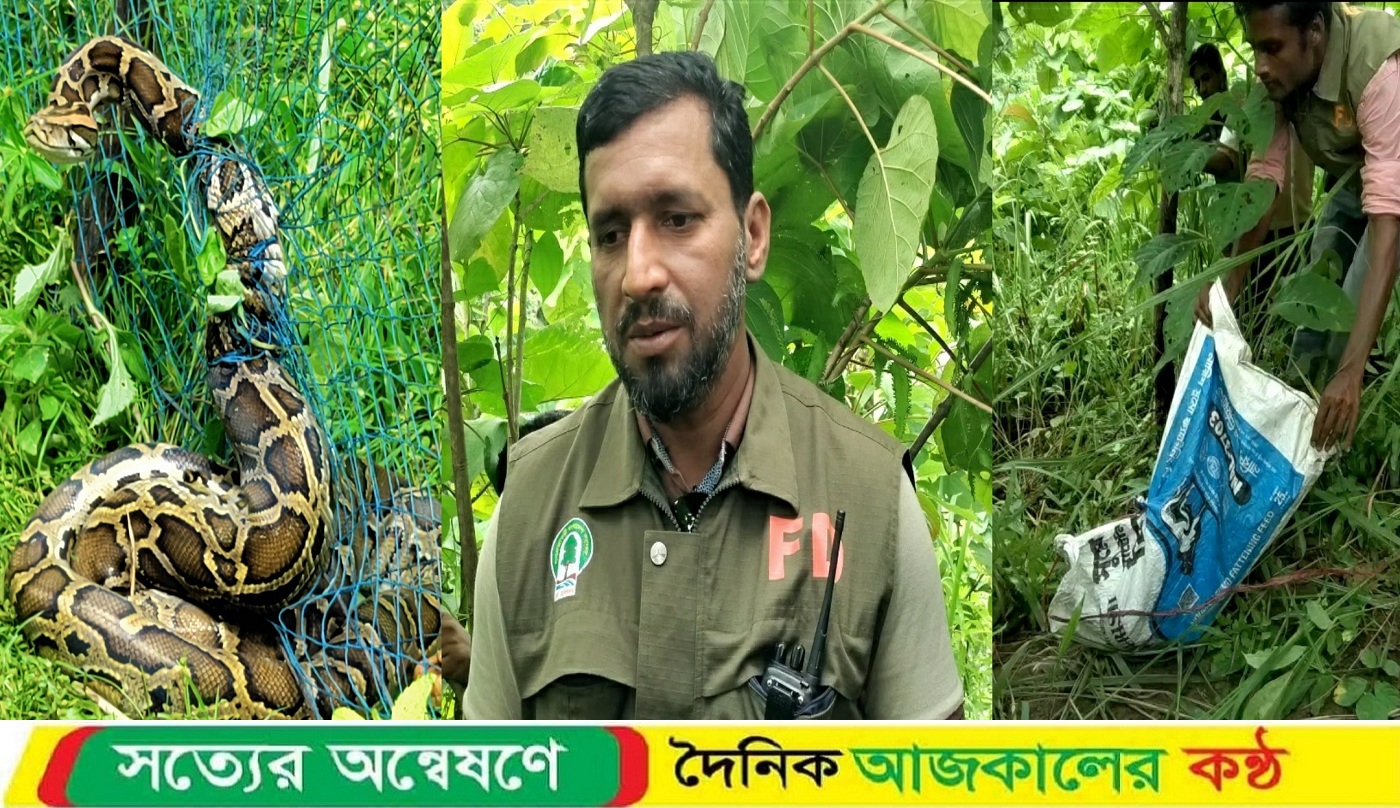 আলীকদমে ধরাপড়া অজগর সাপটি মাতামুহুরী সংরক্ষিত বনাঞ্চলে অবমুক্ত করছে বনবিভাগ