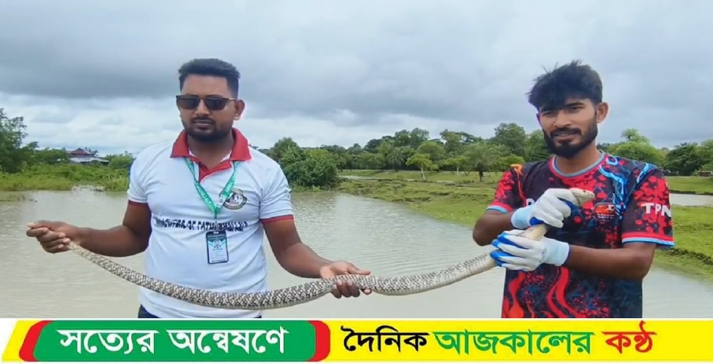 কলাপাড়ায় ৫ ফুট দৈর্ঘ্যের তীব্র বিষধর পদ্ম গোখরা সাপ উদ্ধার ও অবমুক্ত