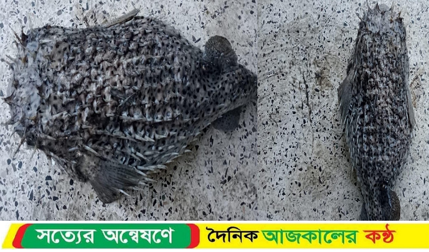 কলাপাড়ায় জেলের জালে ধরা পড়লো বিরল প্রজাতির ‘সজারু মাছ’