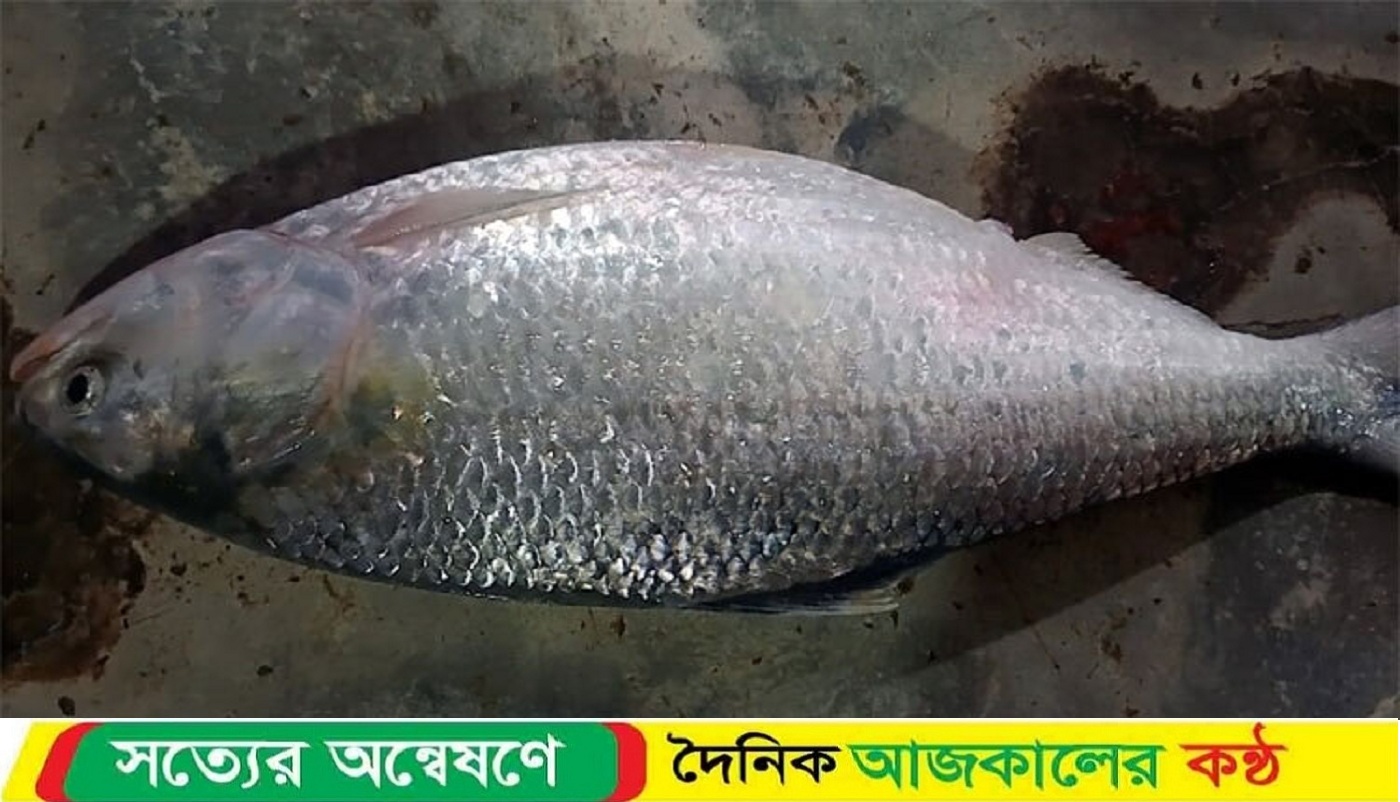 কুয়াকাটায় জেলের জালে ধরা পড়লো ২ কেজির ইলিশ