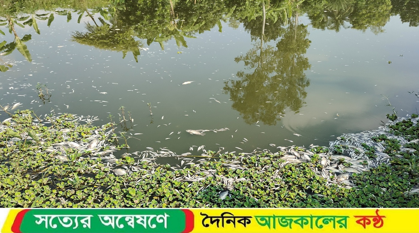 পুকুরে গ্যাস ট্যাবলেট দিয়ে ৫ লাখ টাকার মাছ নিধন
