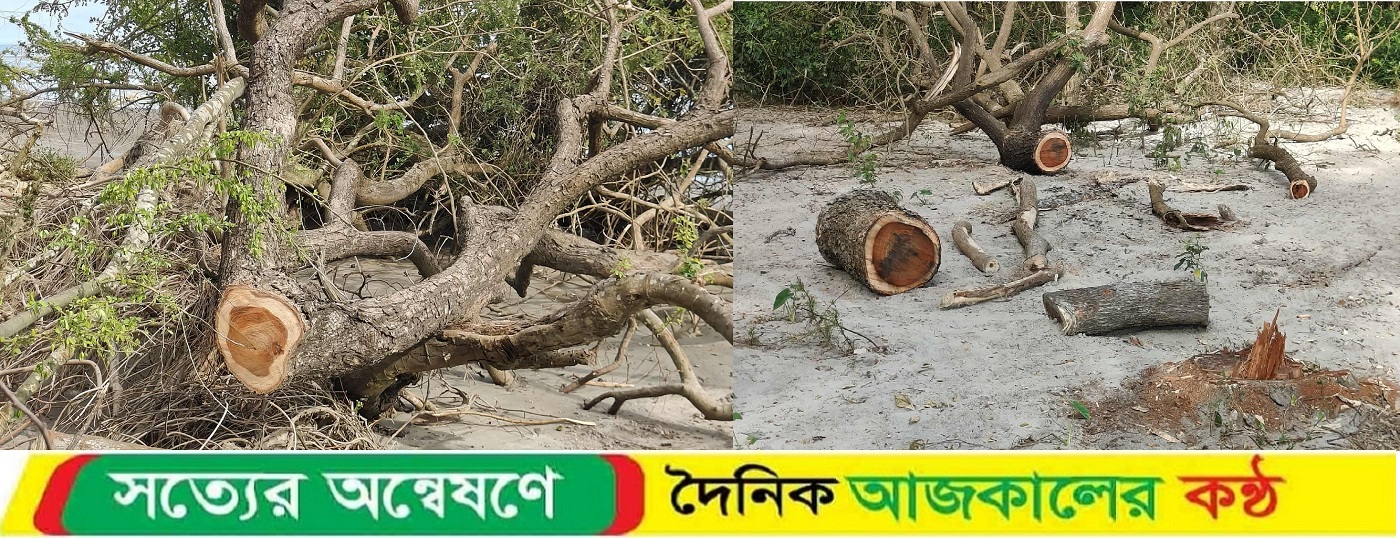 কুয়াকাটার গঙ্গামতি সংরক্ষিত বন উজাড়, ঝুঁকিতে উপকূল বাসী