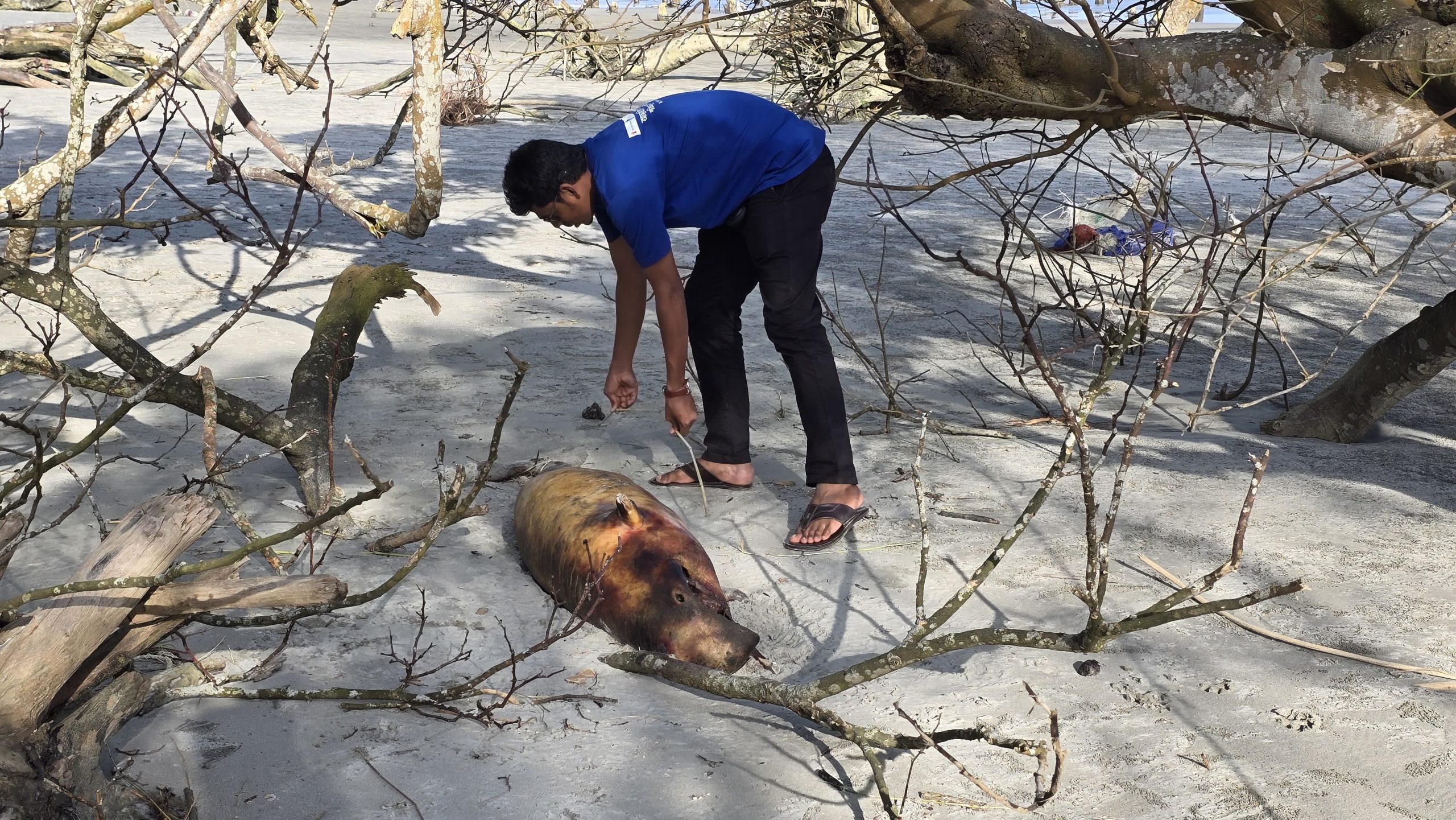 কুয়াকাটা সৈকতে আবারো ভেসে এলো ১০ ফুট লম্বা মৃত ডলফিন