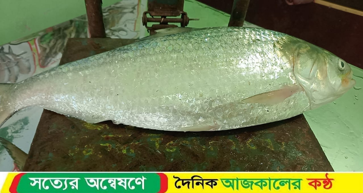 কুয়াকাটায় এক ইলিশের দাম ৮ হাজার ৭৫০ টাকা