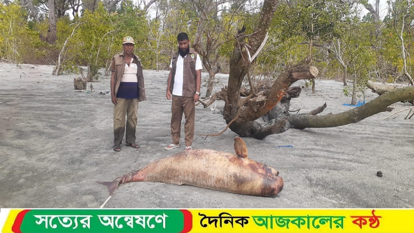 কুয়াকাটা সৈকতে ফের ভেসে এলো মৃত ইরাবতী ডলফিন