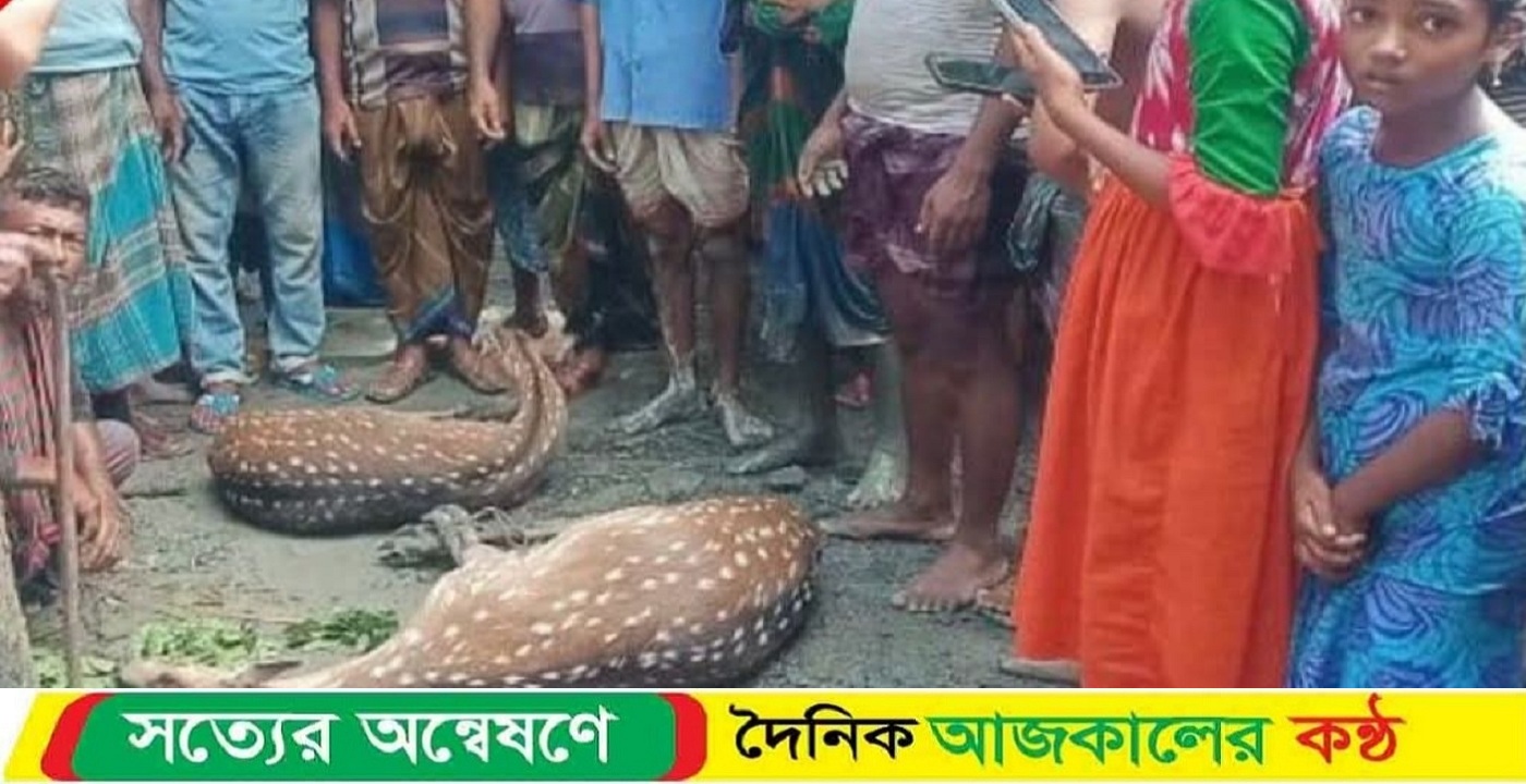 বাঘের তাড়া খেয়ে লোকালয়ে আসা হরিণ সুন্দরবনে অবমুক্ত