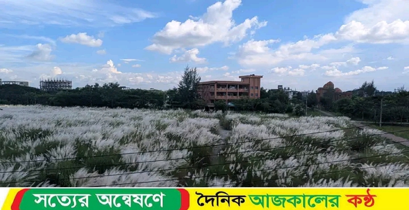 শরতের শুভ্র বার্তা নিয়ে বরিশাল বিশ্ববিদ্যালয়ে কাশফুলের নতুন সমারোহ