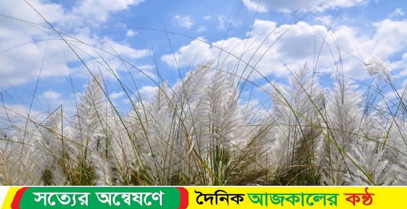 গাইবান্ধার চর অঞ্চলে কাশফুলের মুগ্ধতা ছড়িয়ে পড়েছে
