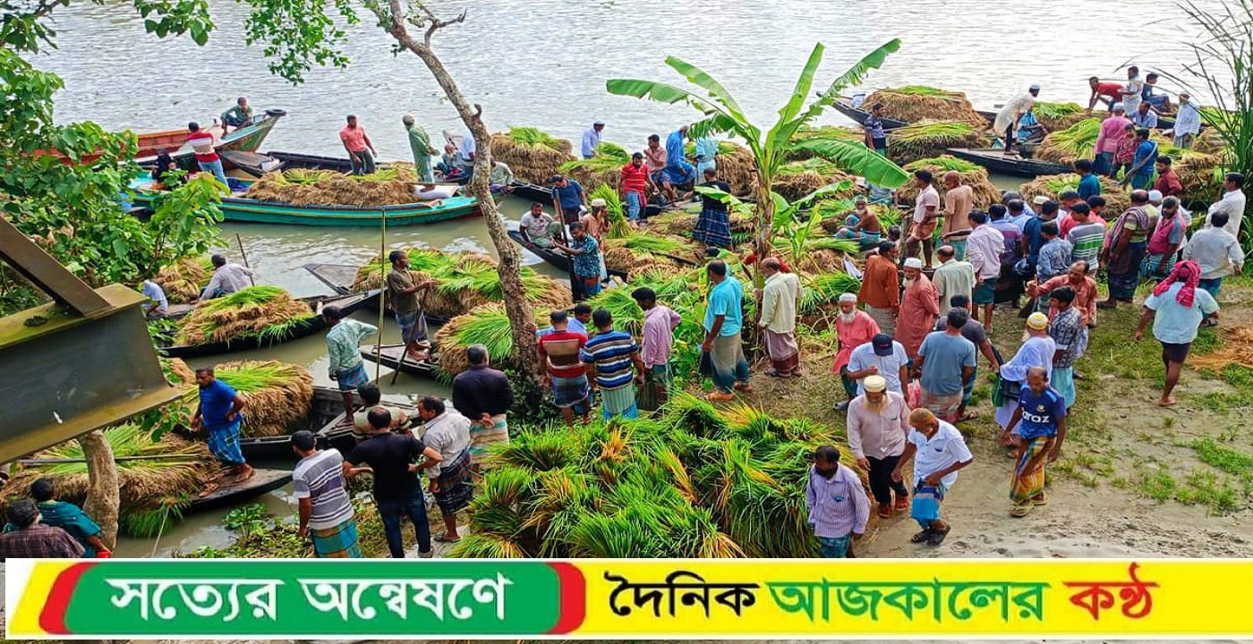 কাউখালীতে জমে উঠেছে আমন ধানের বীজ তলার ভাসমান হাট