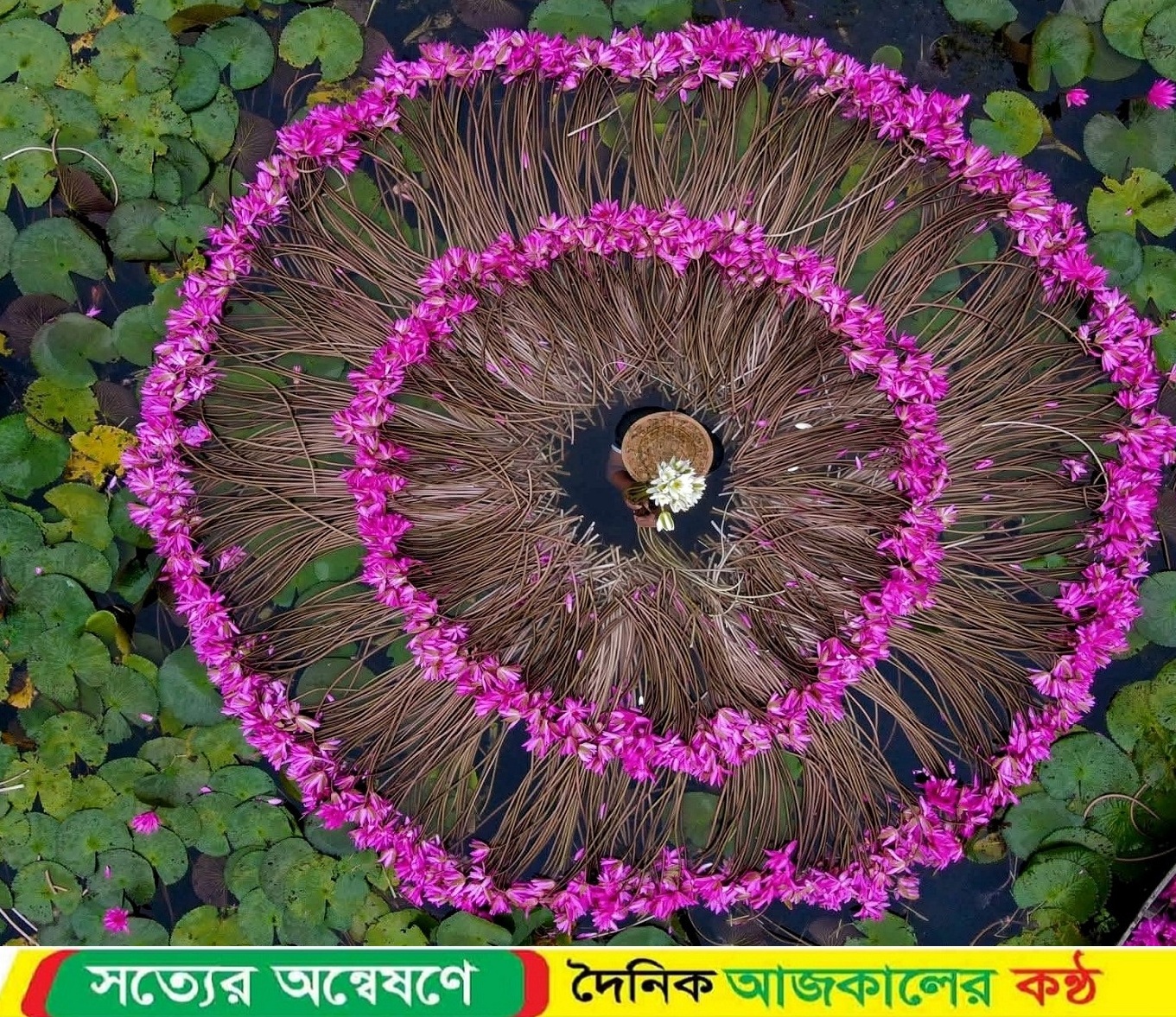 বরিশালের আগৈলঝাড়ায় এবং সাতলায়  চোখজুড়ানো লাল শাপলা’র বিল