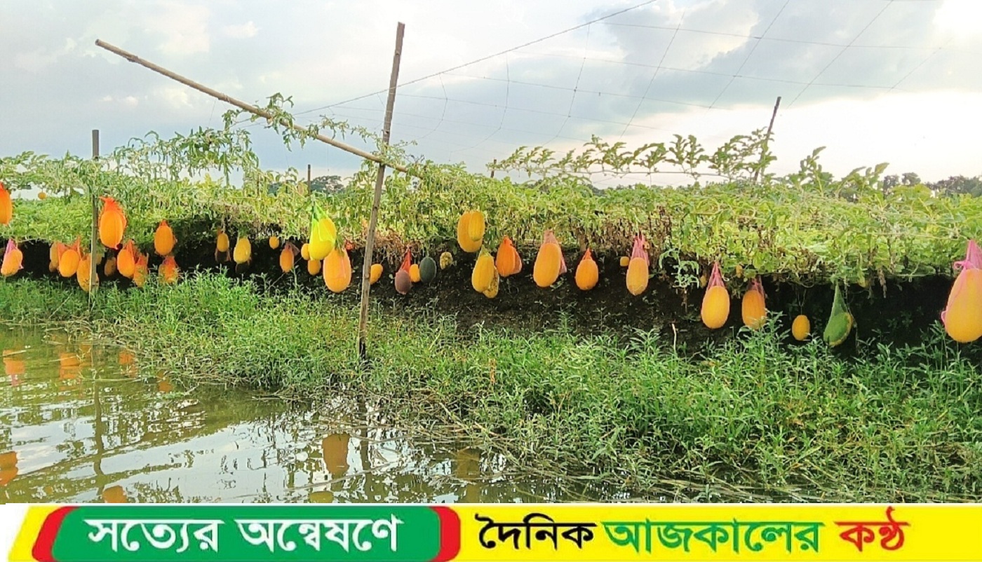 নড়াইলে মাছের ঘেরপাড়ে অফসিজন তরমুজ চাষে সাফল্য