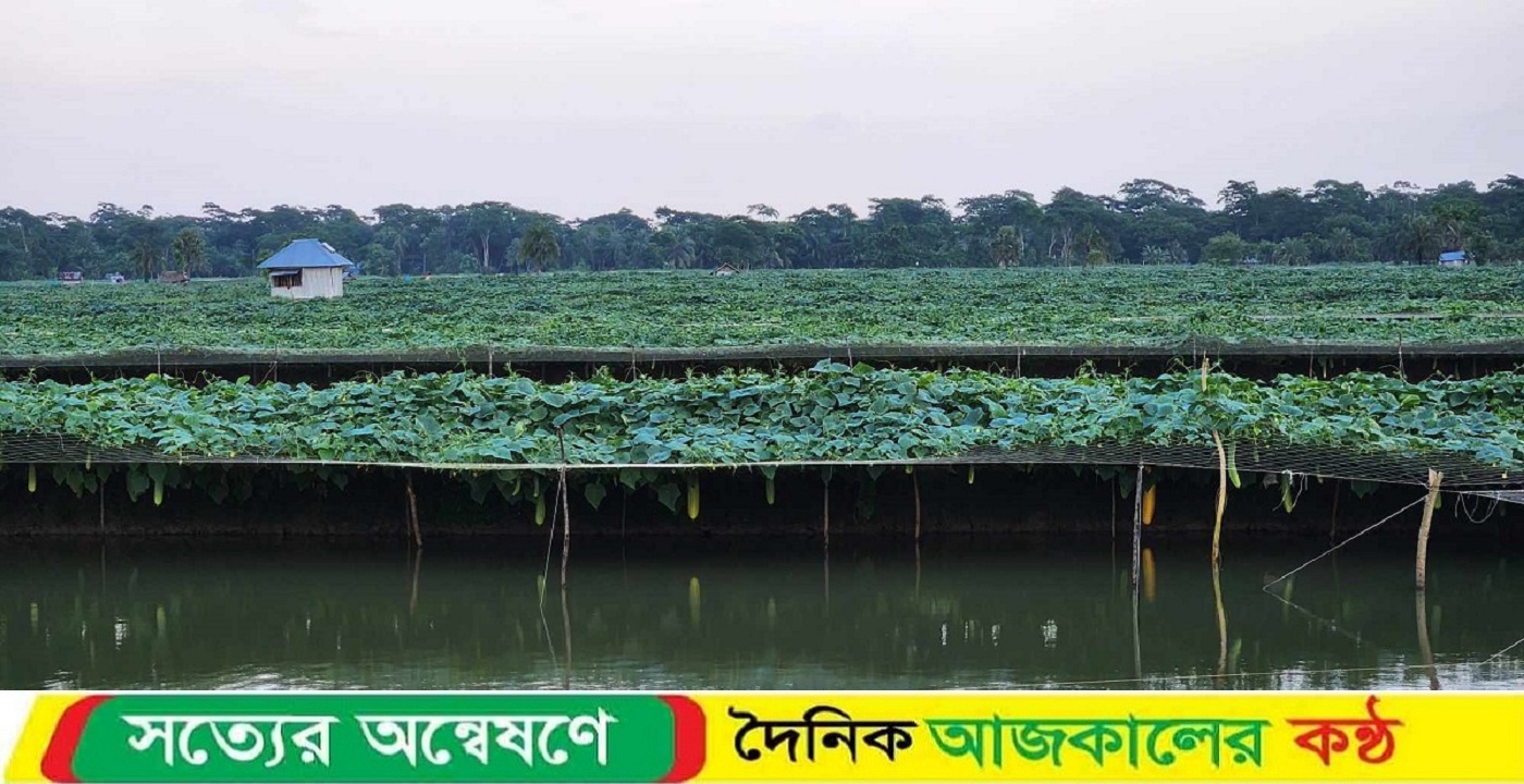 মোরেলগঞ্জে লবণাক্ত জমিতে মিষ্টি শসার বাম্পার ফলন
