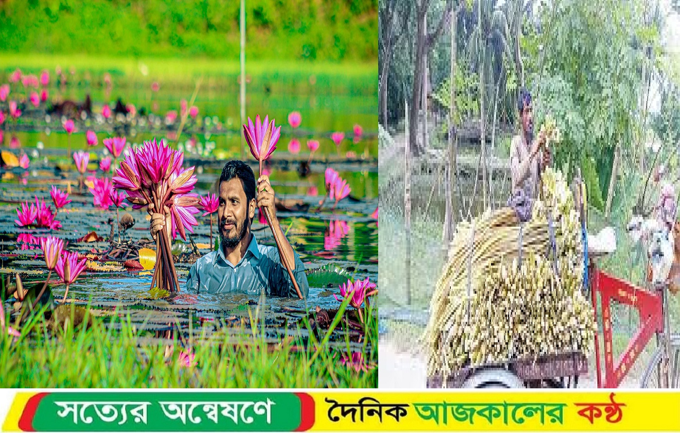 বাগেরহাটে শাপলা বিক্রি করেই চলছে দিনমজুর হানিফের সংসার, সরকারী সহায়তা বঞ্চিত!