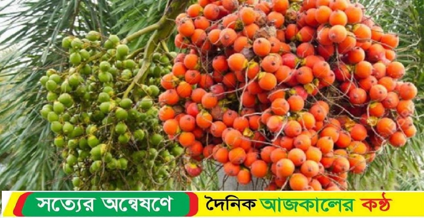 সুন্দরবনের উপকূলের মোরেলগঞ্জে সুপারির বাম্পার ফলন ১৬ কোটি টাকার সুপারি উৎপাদন